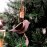 Walther & Co | Metal Bird on Branch Christmas Decoration | 10cm
