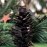 Walther & Co | Pine Cone Candle Holder | 12cm tall 